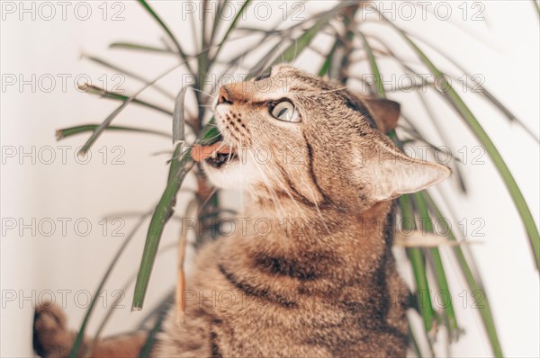 Bengal cat eating a domestic flower. The concept of proper and balanced nutrition. Vitamin complex and nutritional supplements.