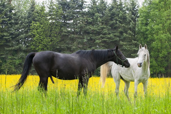 White and black horse on a flower meadow