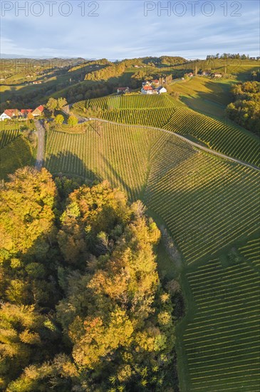 Aerial view of vineyards in the morning light