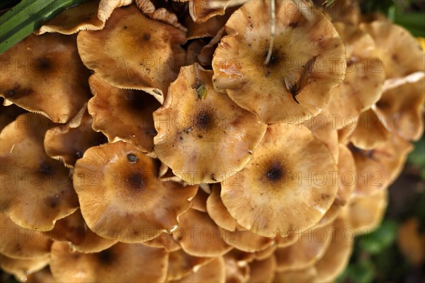 Ringless honey fungus