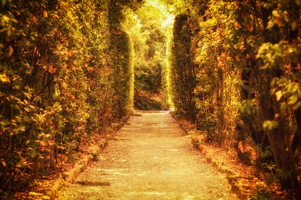 Mystical sunny alley in the Boboli Gardens. The concept of tourism