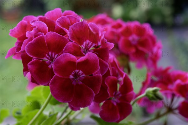 Geranium blossoms