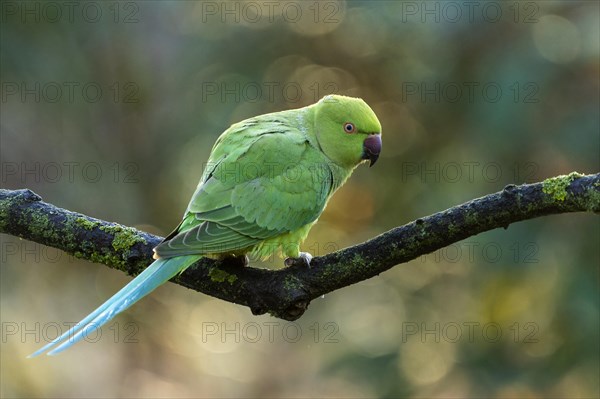 Rose-ringed parakeet