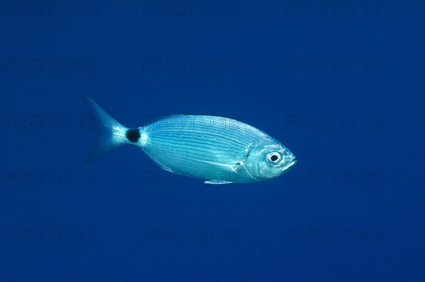 Banded seabream