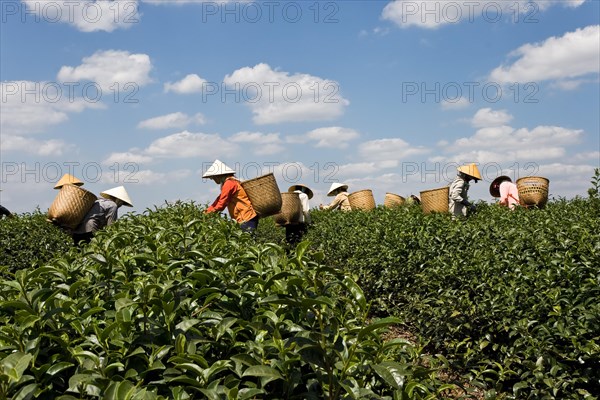 Women with rice hats picking tea in baskets on their backs