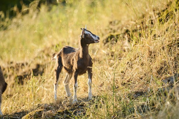 Domestic goat