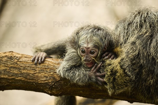 White-faced saki