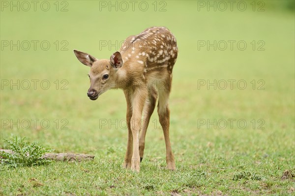 Sika deer