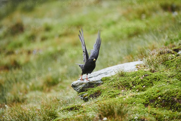 Yellow-billed chough