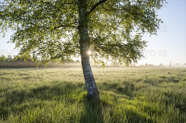 Downy birch