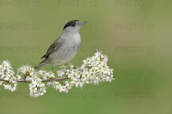 Blackcap