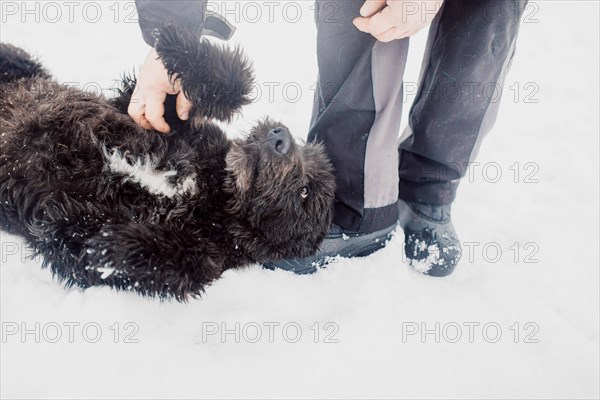 Bouvier de Flandres Shepherd plays and has fun in the snow with a man in a shelter for stray dogs