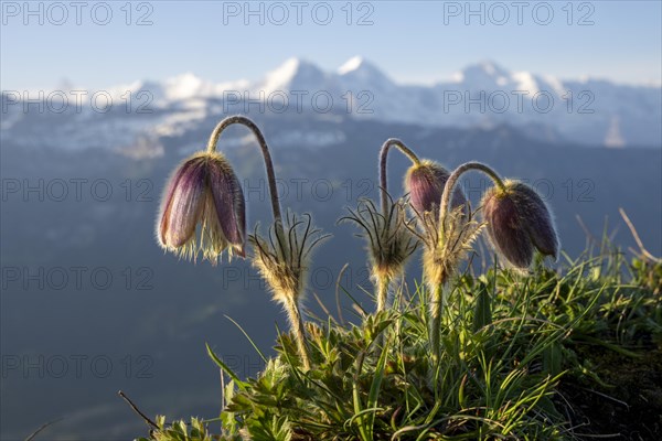 Alpine pasqueflower