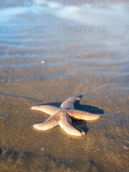 Starfish