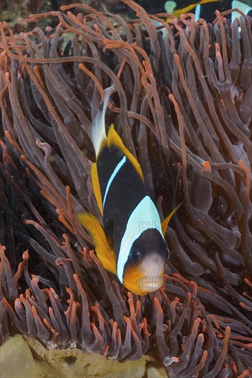 Allard's clownfish