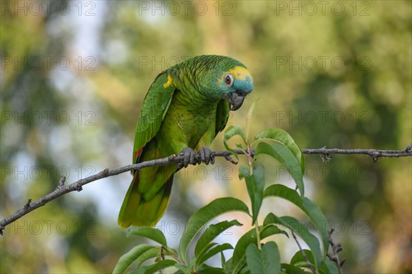 Free-living blue-fronted amazon