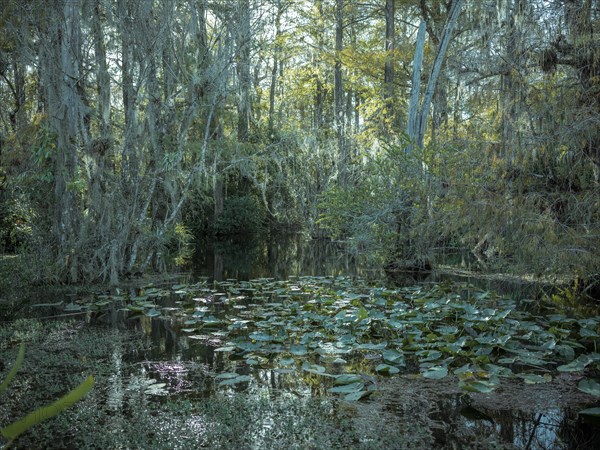 Mangrove forest