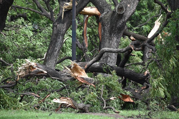 Broken and fallen trees of the species Tipu tree