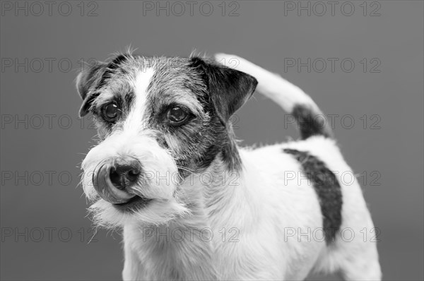 Purebred Jack Russell posing in the studio and looking at the camera.