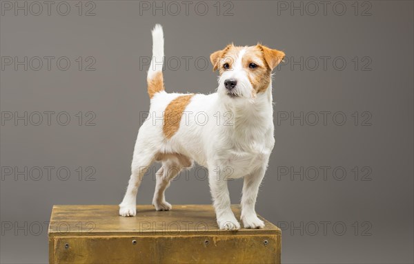 Purebred Jack Russell posing in the studio and looking at the camera.