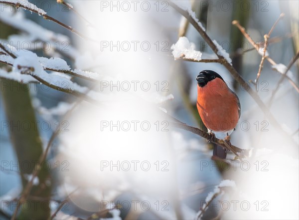 A bullfinch or eurasian bullfinch