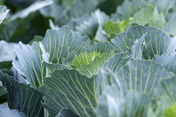 White cabbage