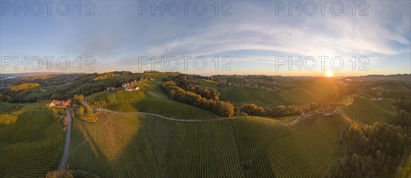 Aerial view of vineyards in the morning light