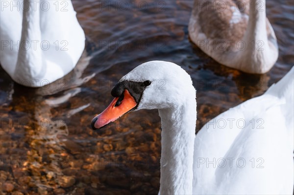 Family of swans swims across the lake in the morning sun. The concept of love