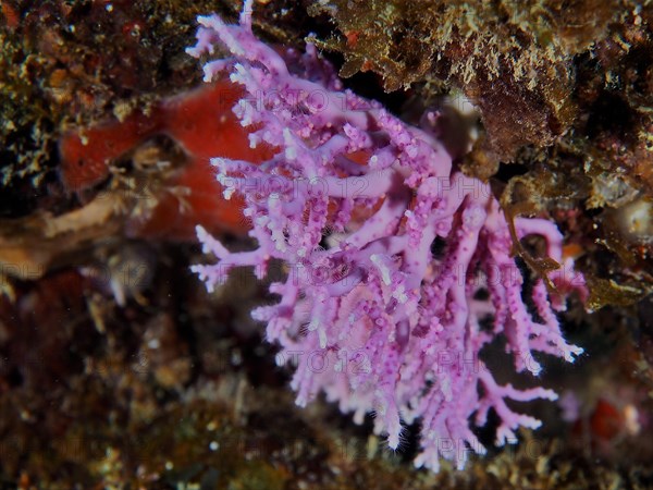 Filigree coral