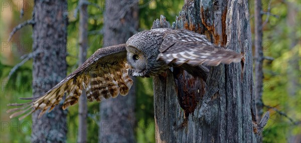 Great grey owl