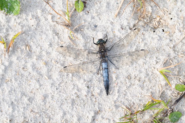 Black-tailed skimmer