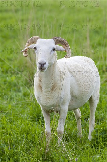 Male sheep with horns in a meadow