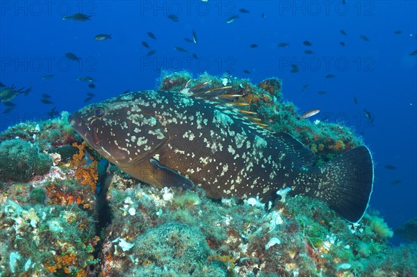 Dusky grouper