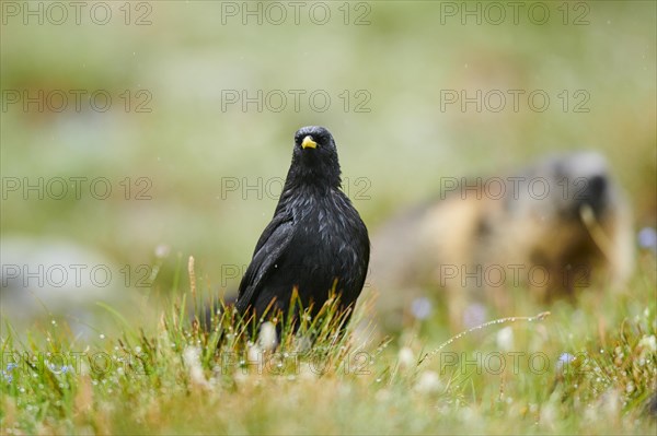 Yellow-billed chough