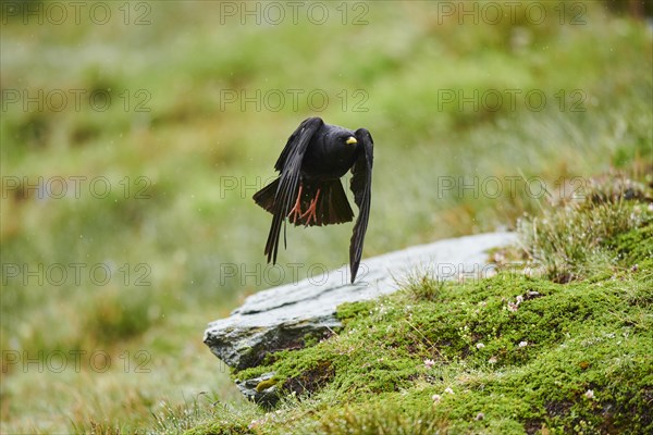 Yellow-billed chough