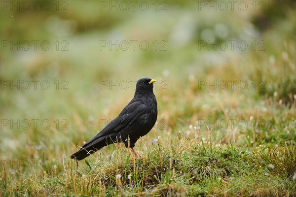 Yellow-billed chough