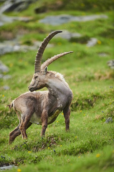 Alpine ibex