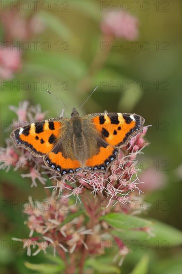 Small tortoiseshell