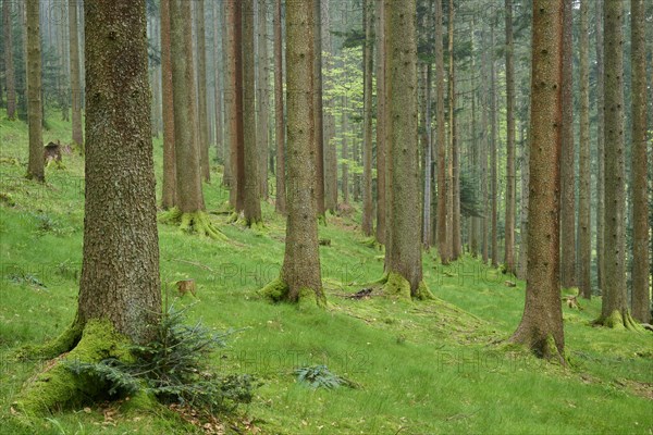 Foggy fir forest with moss-covered ground and natural light