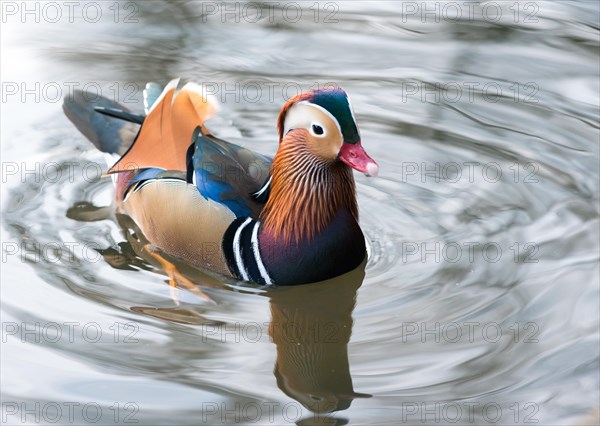 Colourful feathered Mandarin Duck