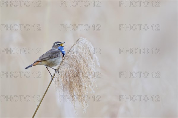 Bluethroat