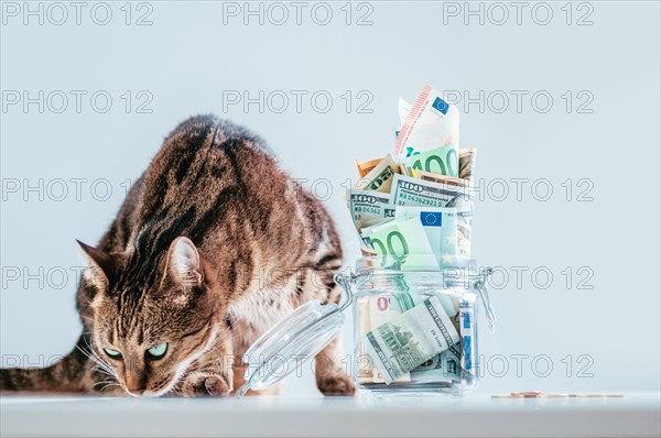 Cat posing on the background of a piggy bank. The concept of expenses for the maintenance of thoroughbred breeds of pets.