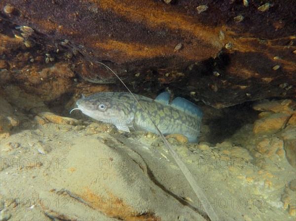 Burbot