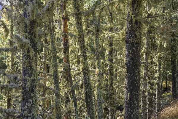 Lichen-covered trees