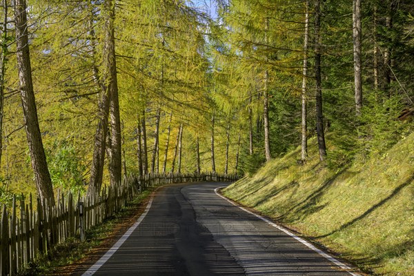 Zamser Strasse with autumnal larch forest