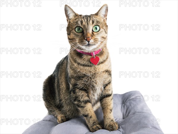 Charming domestic Bengali breed cat sits on a soft pillow and looks into the camera.