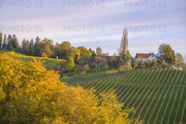 Vineyards in the morning light