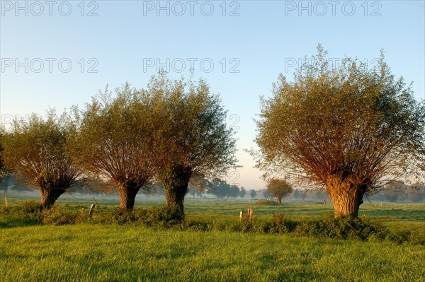 Pollarded willows