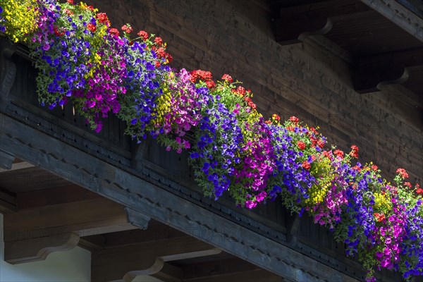 Summer flowers