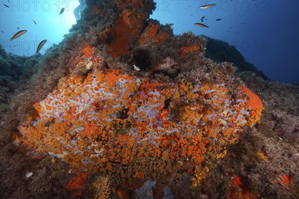 Yellow cluster anemone